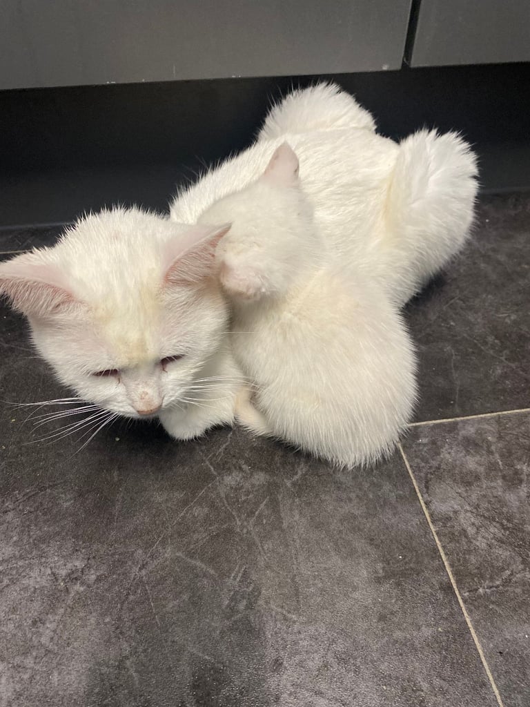fluffy kittens