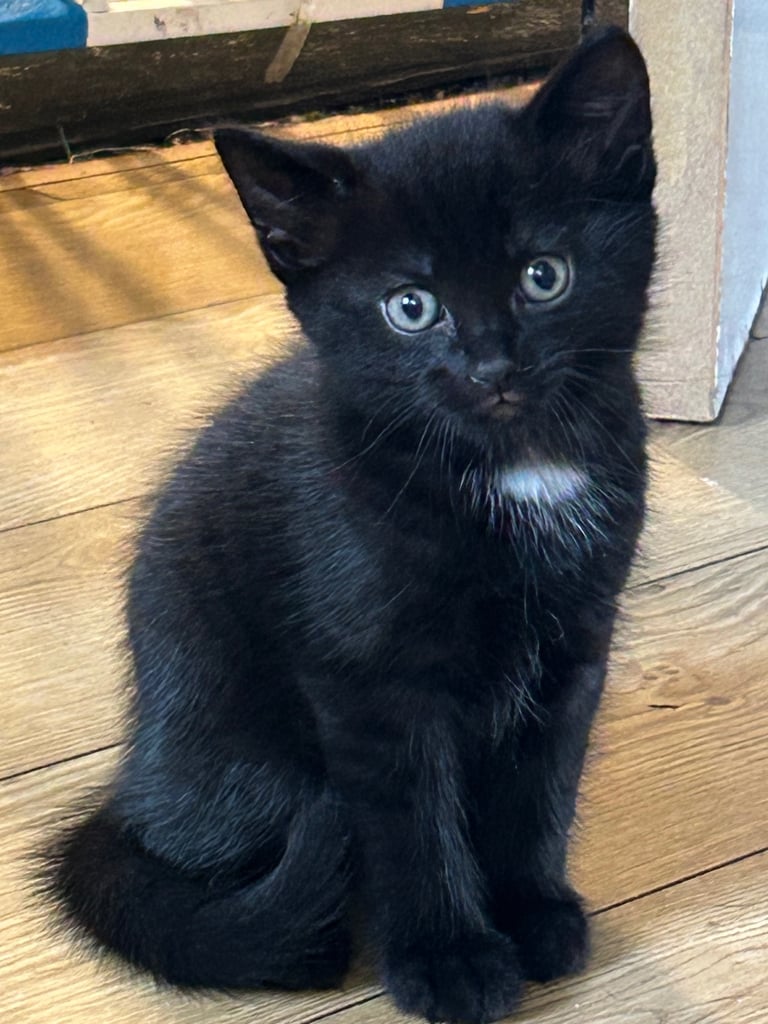 Male kitten