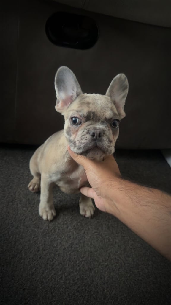 🐾 French Bulldog Puppy for Sale – Meet Bella! 🐾