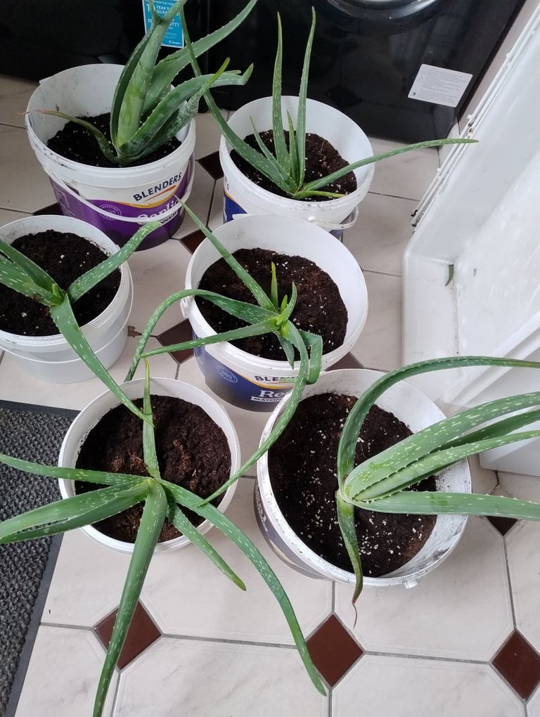Variety of Aloe Vera Plants