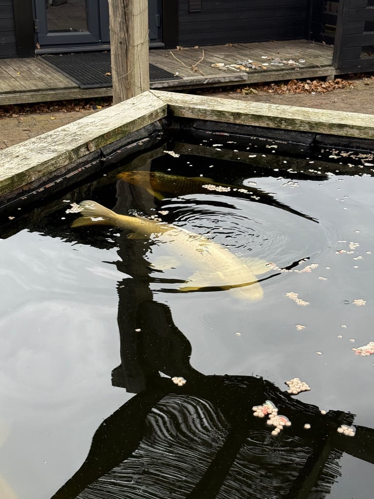image for 9 x various koi carp 
