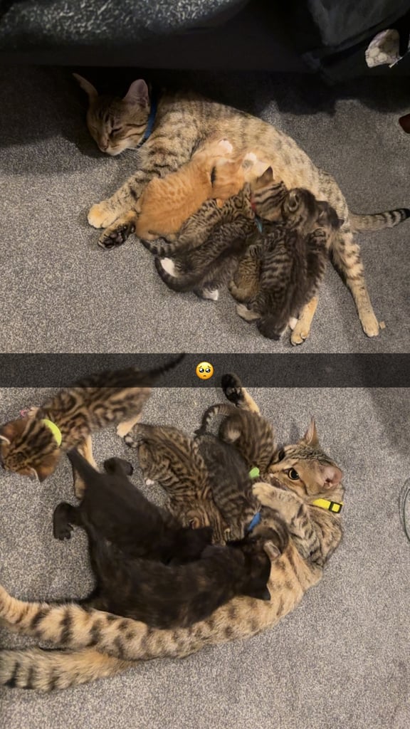 image for Mixed Bengal Kittens For Sale