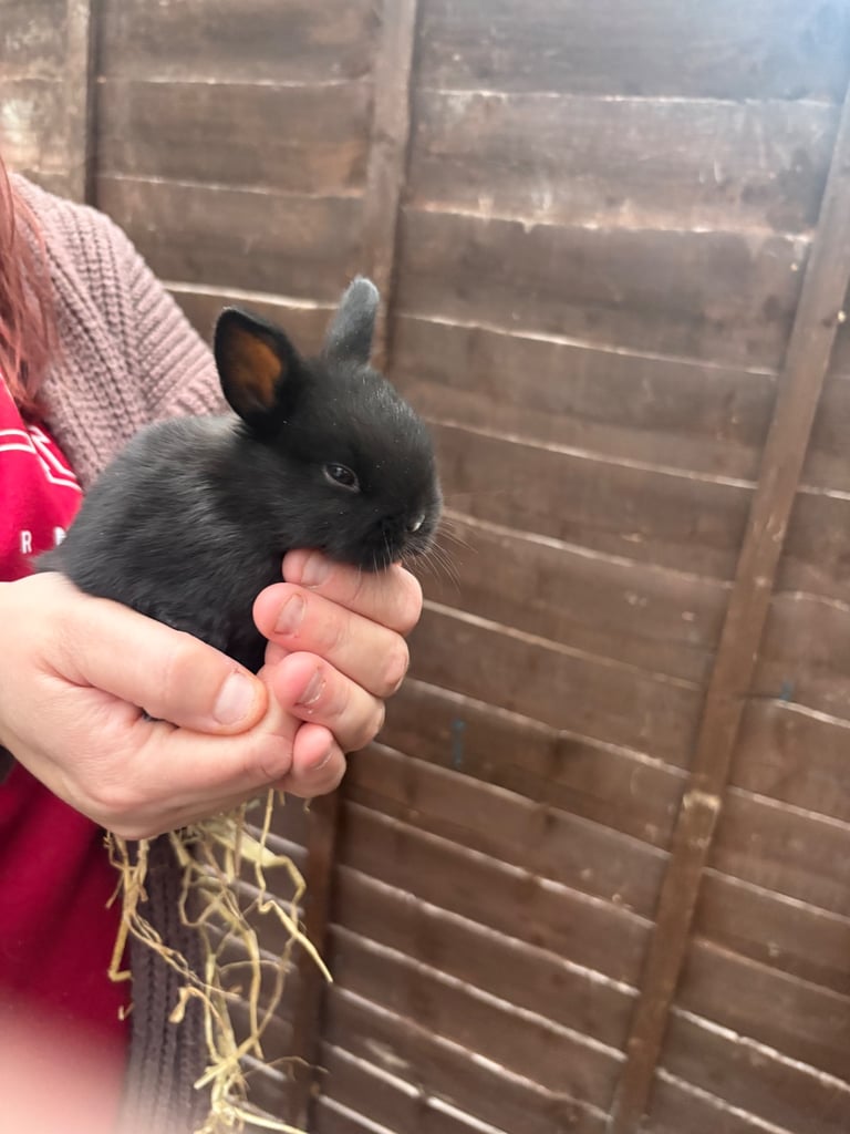 Netherland dwarf bunny’s 