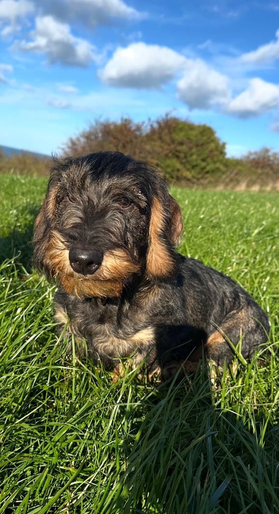 image for Wire haired daschunds