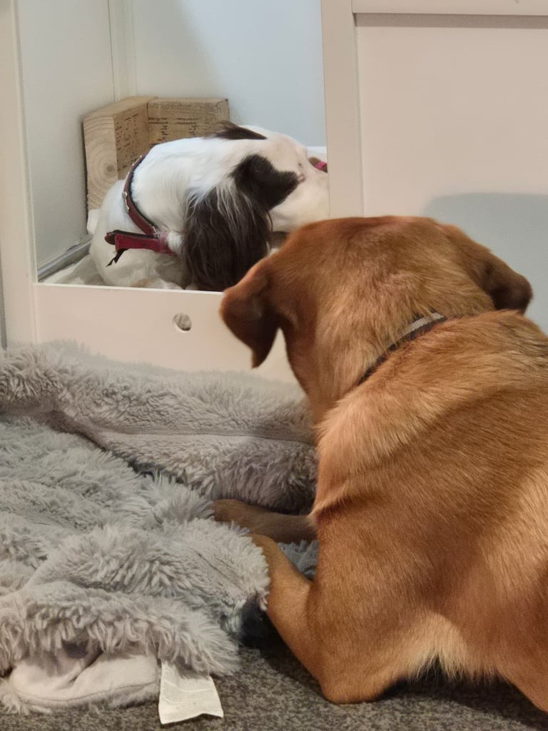 Springador puppies for sale 