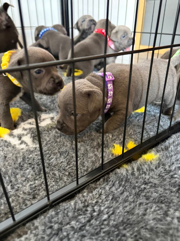Kc reg blue Staffordshire bull terrier 