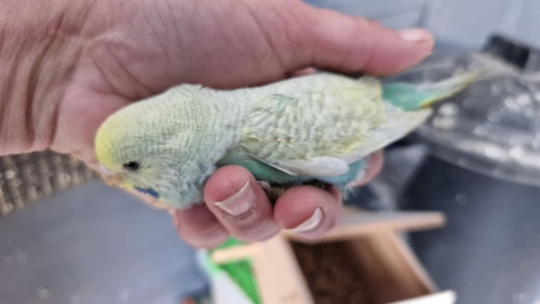 2x baby budgies £50 each