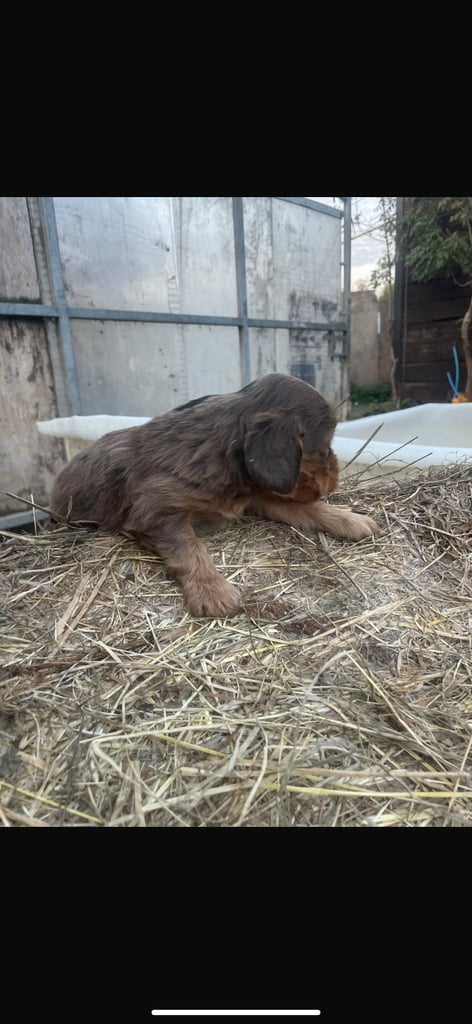 Full show type puppy 