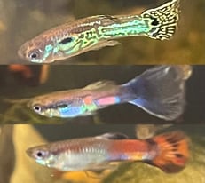 Sold: Aquarium fish: guppies fry from 1-3 months old .