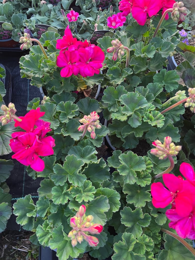 image for Pink and red geraniums 