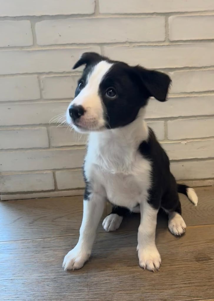 2 x Border Collie Pups for Sale 