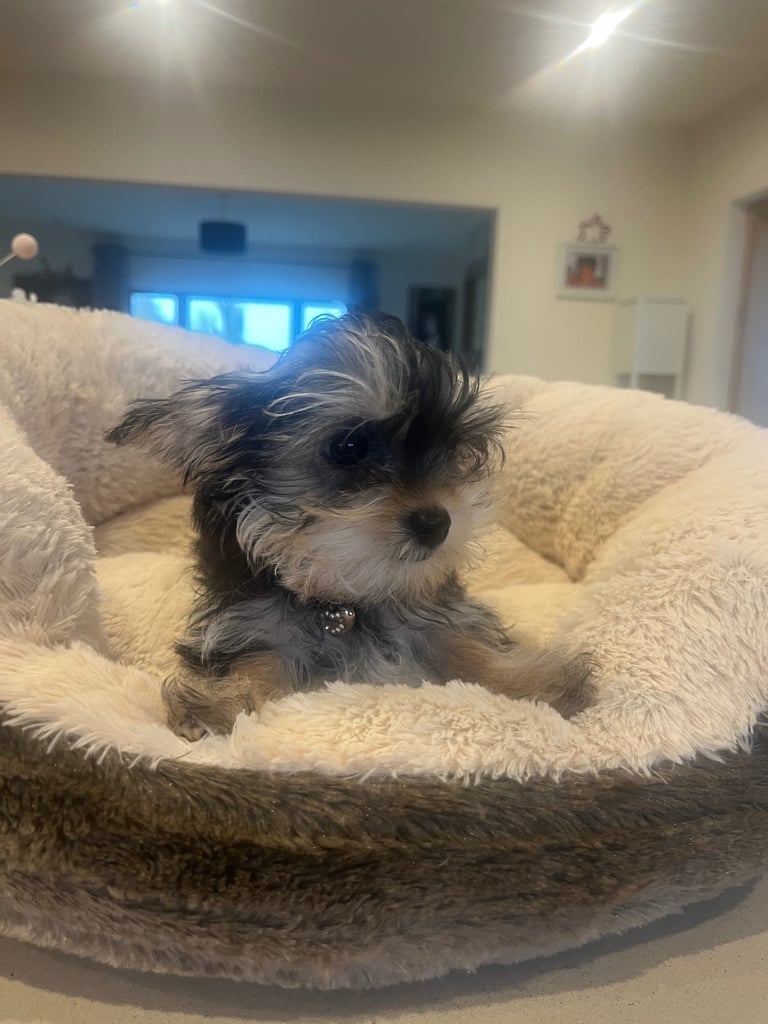 Yorkie female puppy 