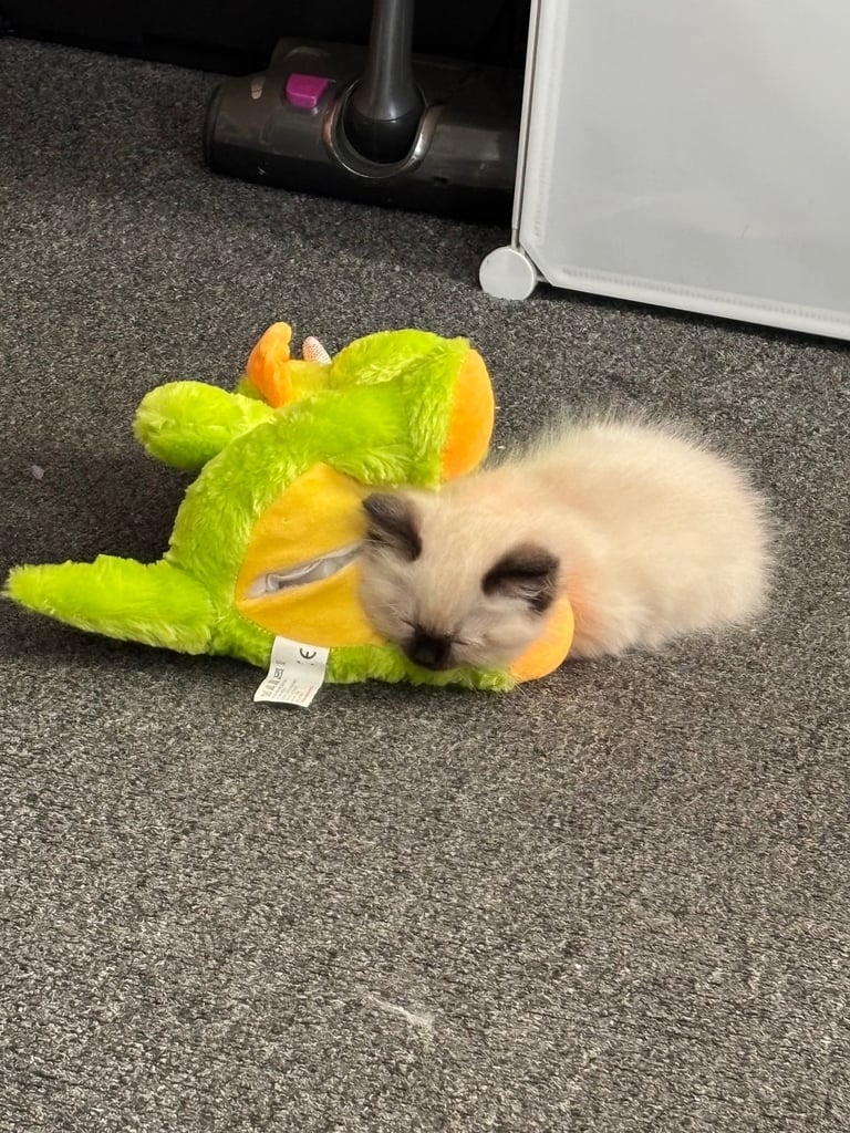 Ragdolls kitten  4 left 