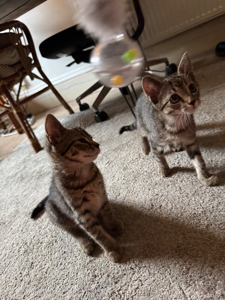 image for Tabby Cats for Sale