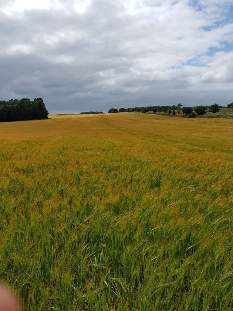 Free Land Wanted for Off-Grid Wellness Retreat (Wiltshire / Somerset / Wales Area)