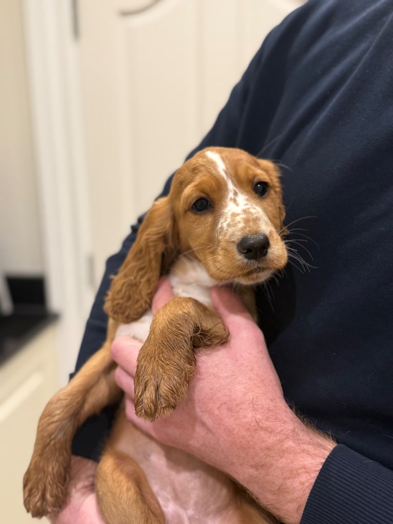 Cocker spaniel puppies 
