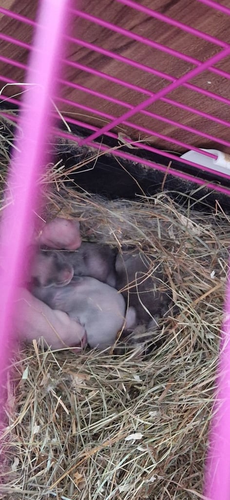 Baby mini lop rabbits