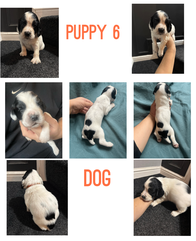 Pups for sale