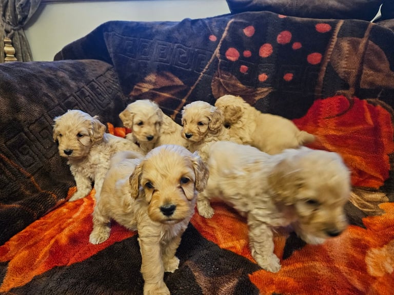 cockerpoo puppies for sale