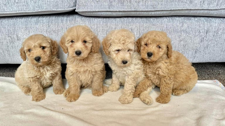 Coton noodle puppies ready now