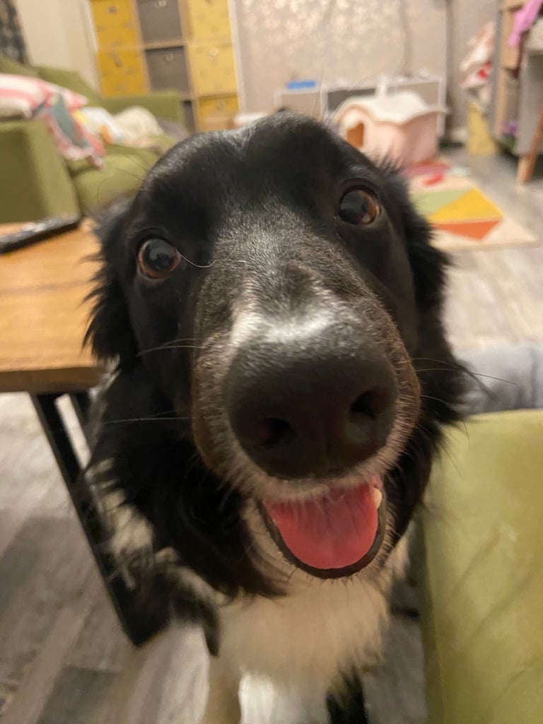 image for 5 year old male Border Collie 