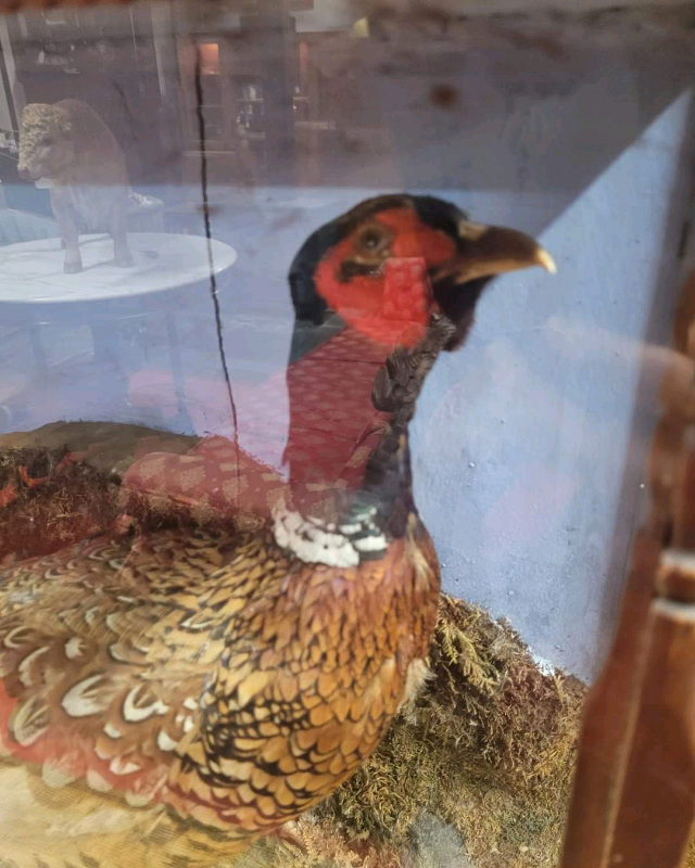 Taxidermy Pheasant and Woodcock in Glass Case.
