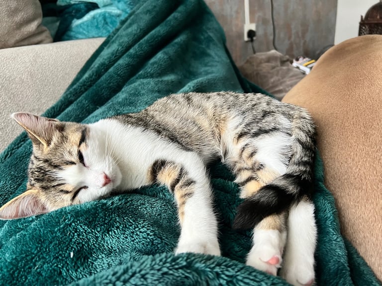 British shorthair mix