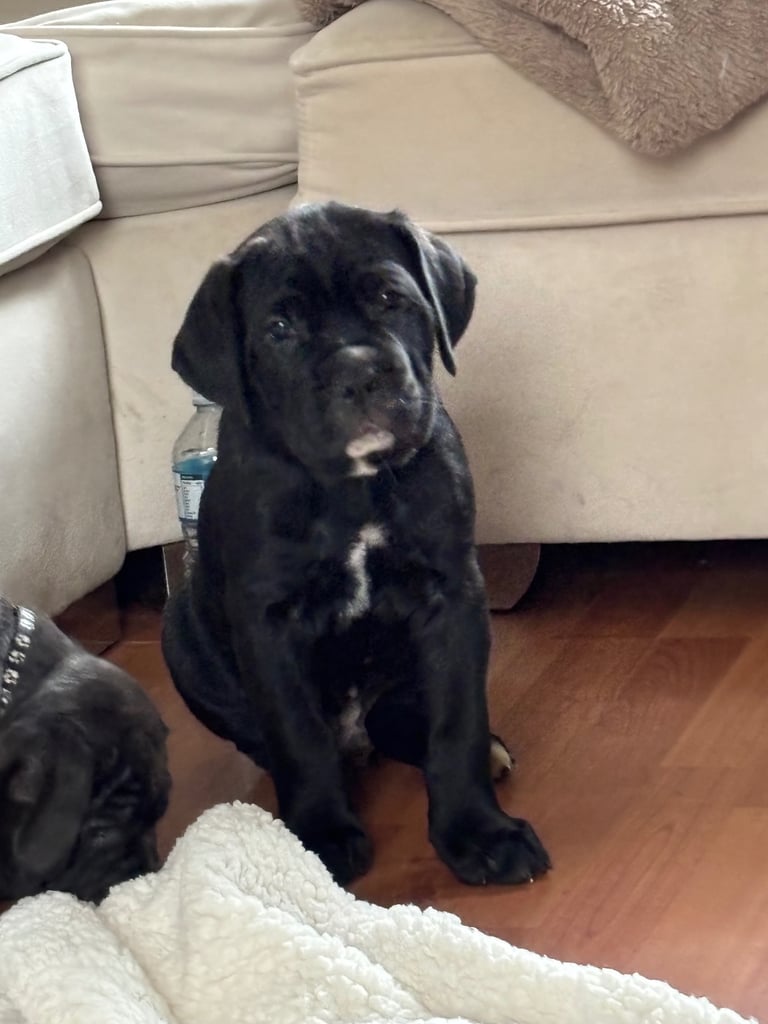image for 🐾 Cane Corso Puppies – 1 Boy & 1 Girl Left! 🐾