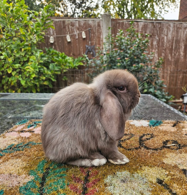 Baby girl mini lop 