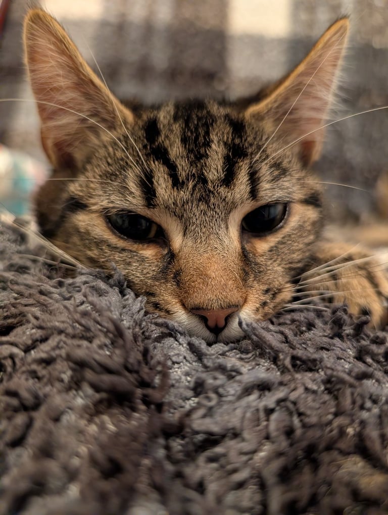 2 beautiful brothers 