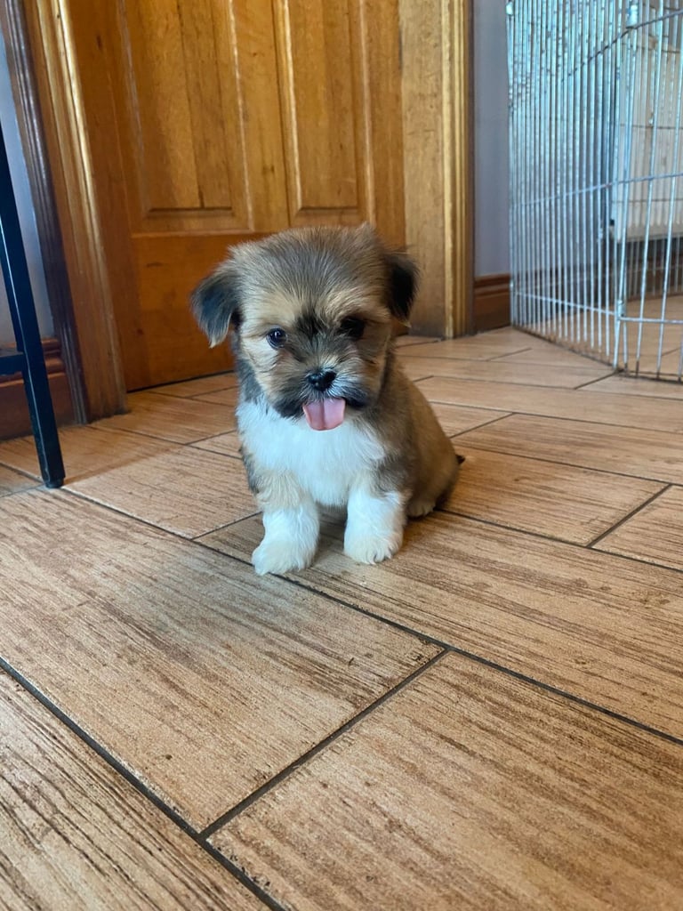 Lhasa apso pups 