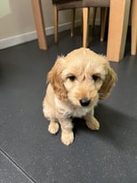 image for Cockapoo Puppy