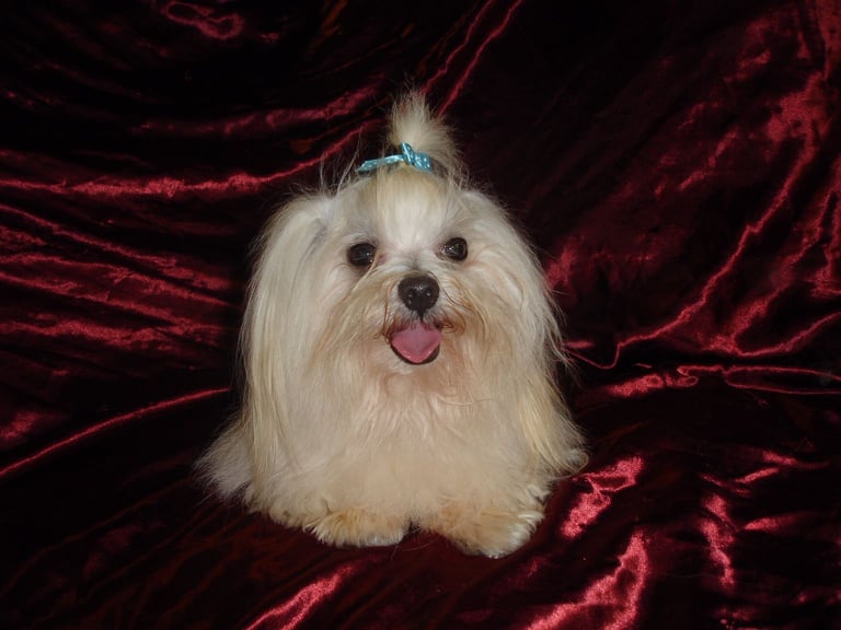 XXXXXXXXS Stunning Micro Tiny Black Blue & Tan Maltese X Chihuahua F1 Malchi Boy Puppy