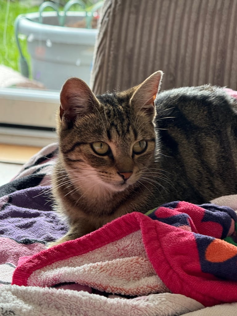 2 x female kittens 11 months old 