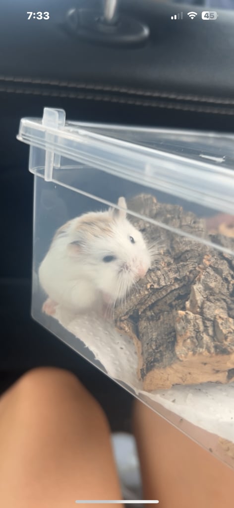 roborovski hamster
