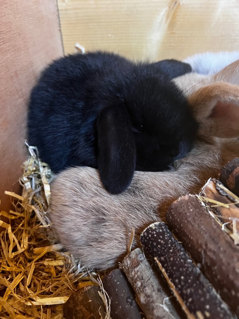 1 black male mini lop 