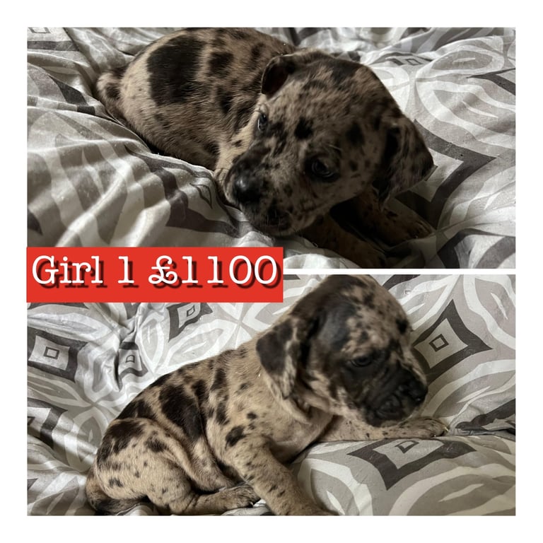 Staffy X cane corso puppies 