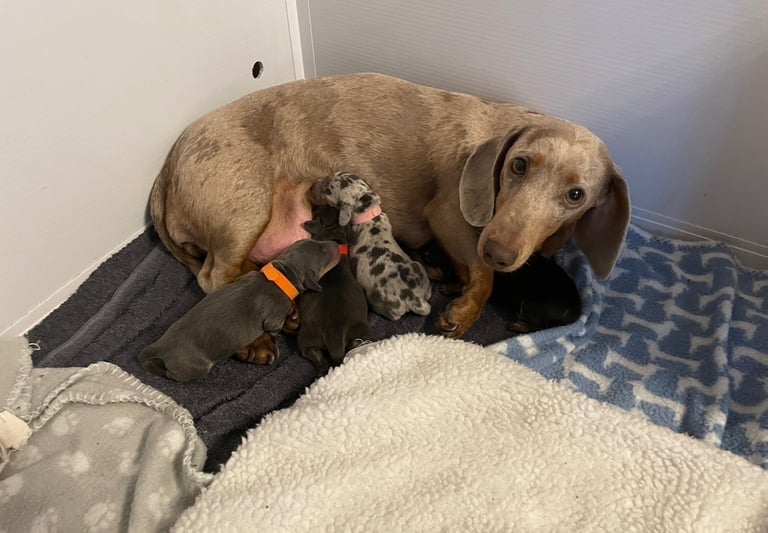 Beautiful miniature daschund female available 
