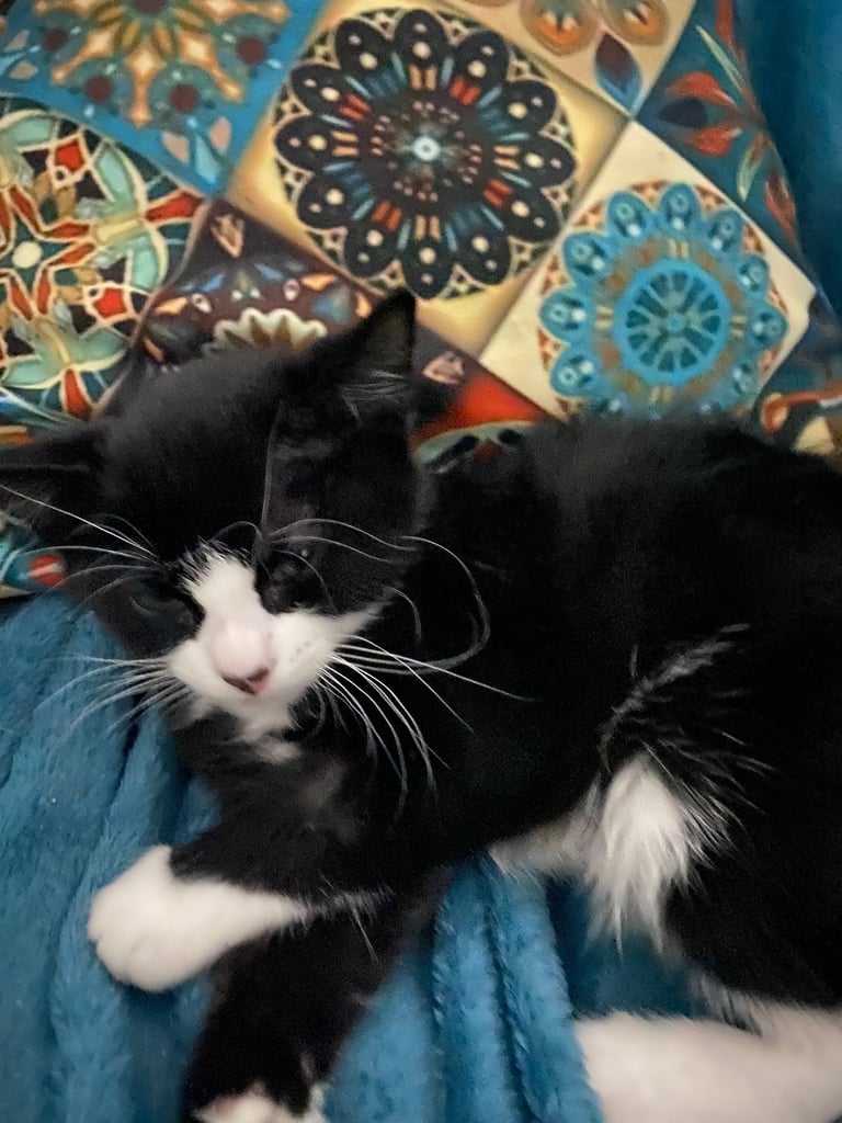 Kitten looks new house