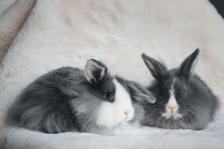 image for 2 Adorable Young Lion Lop Rabbits 