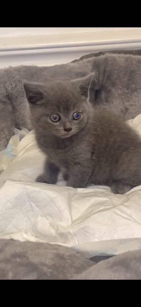 Urgent - Grey British Shorthair - Male