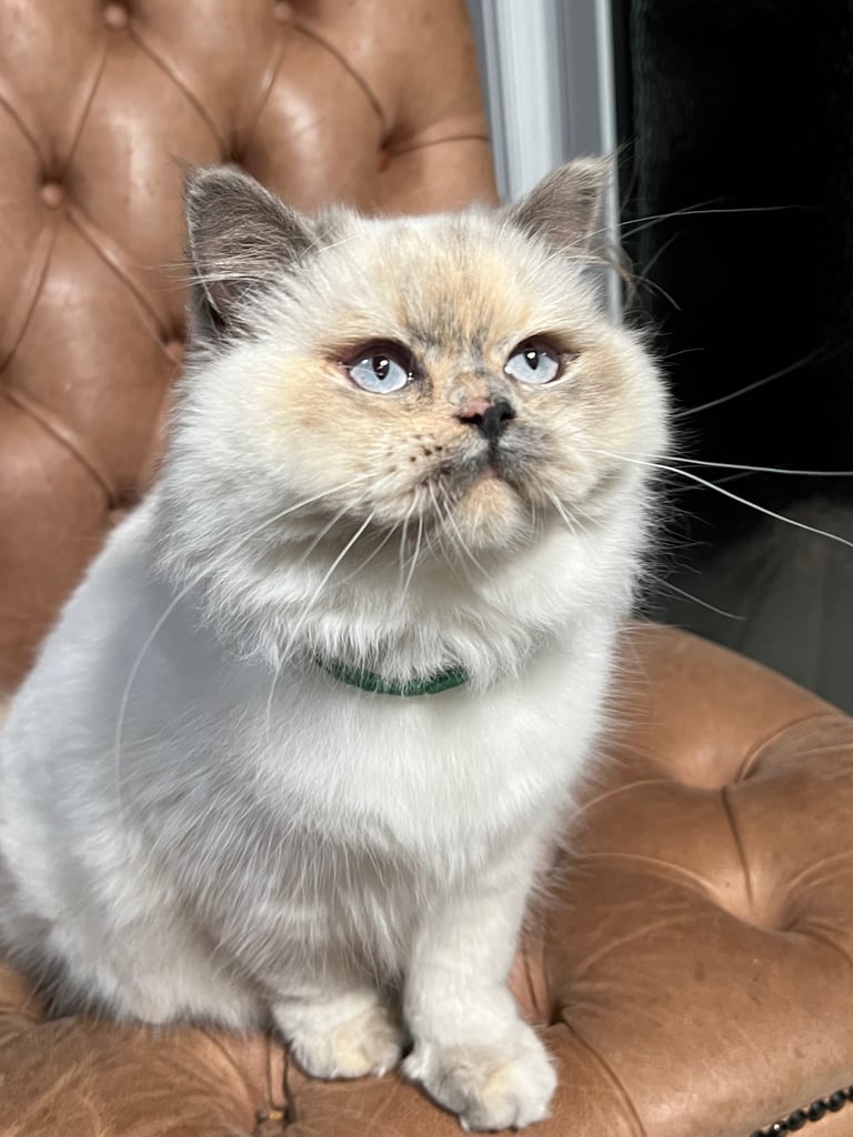 British Shorthair & British Longhair Kittens