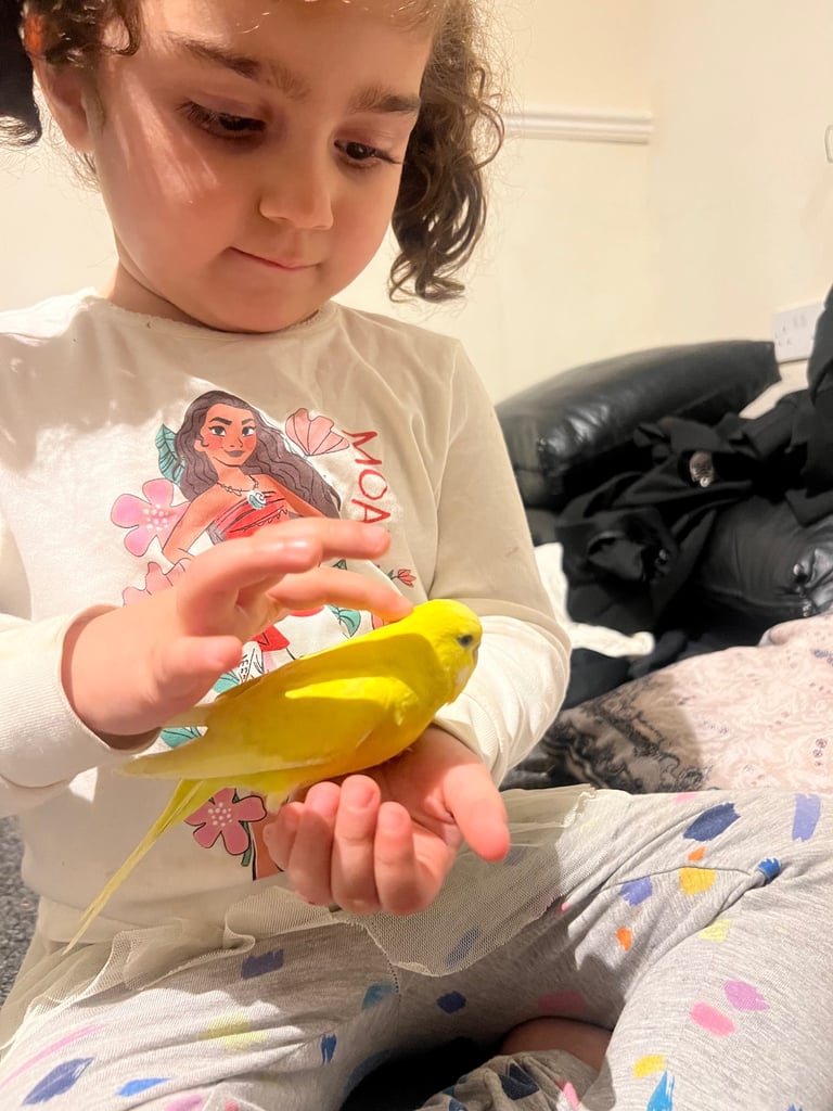 Canaries and budgies 