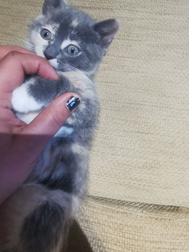 Beautiful blue Russian cross short haired kitten 