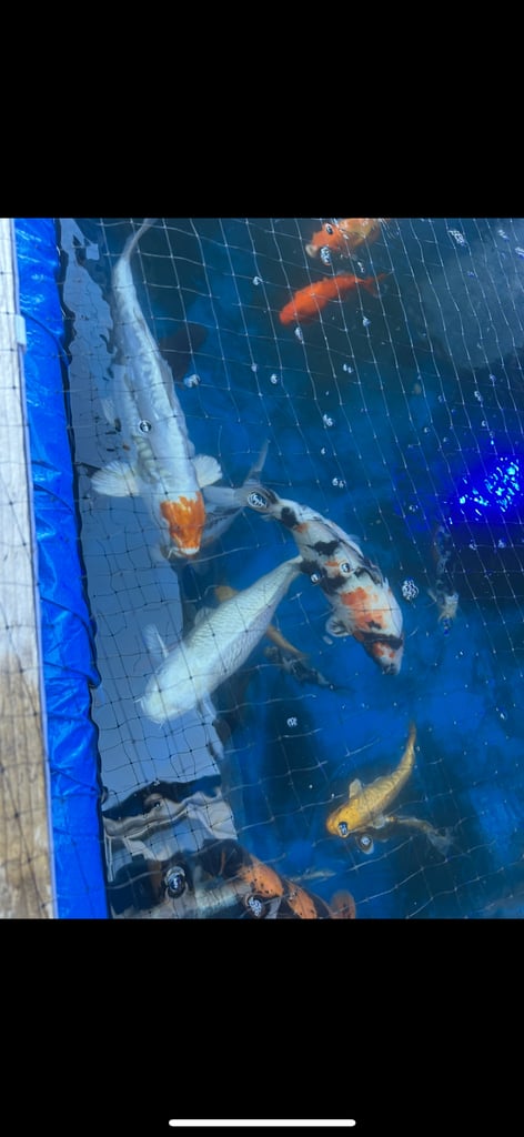 Koi pond with koi