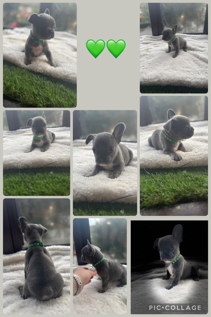 6 beautiful kc reg French bull dogs 💙