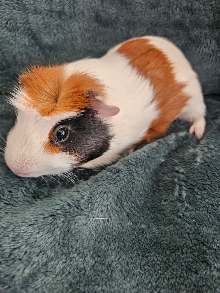 Male baby guinea pig