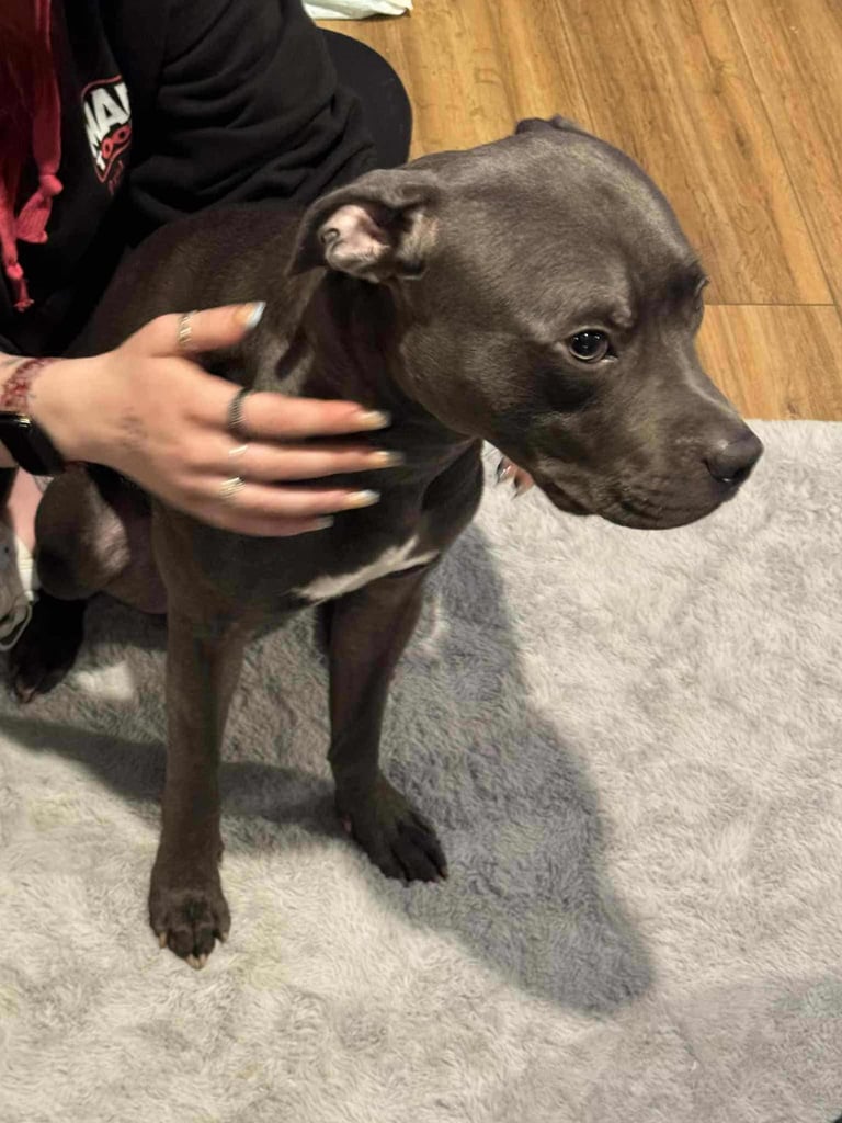 image for Blue Staffordshire bull terrier kc registered 