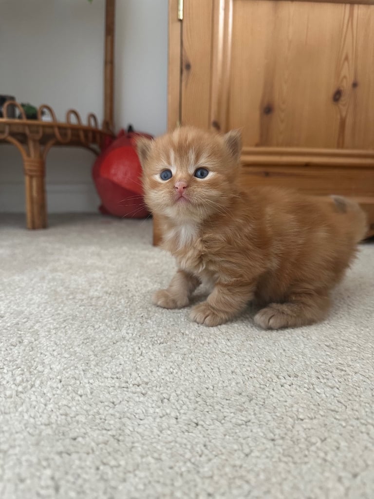Gorgeous fluffy kittens