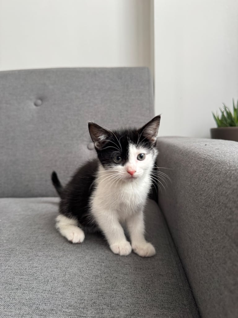 Cute black & white female kitten 